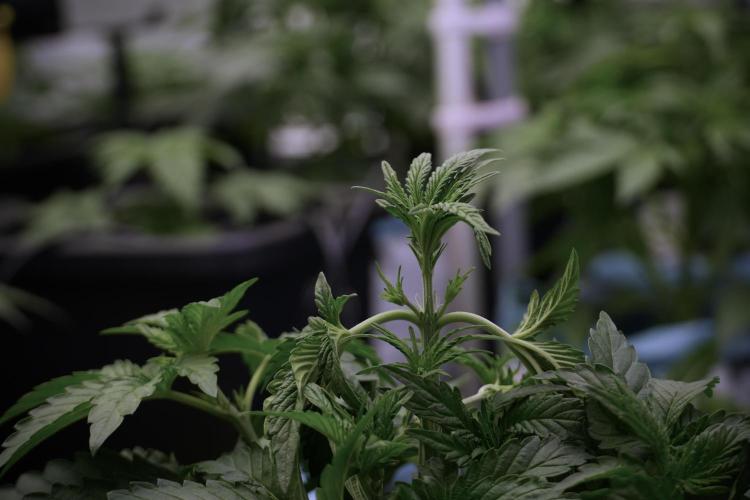 TicaL X Zamnesia-NectarDrip pack#268/750. Week 6 - Plant A