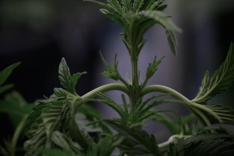 TicaL X Zamnesia-NectarDrip pack#268/750. Week 6 - Plant A