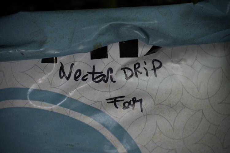 TicaL X Zamnesia-NectarDrip pack#268/750. Week 6 - Plant B