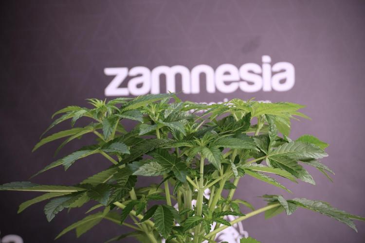 TicaL X Zamnesia-NectarDrip pack#268/750. Week 6 - Plant B