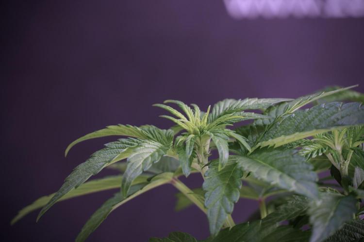 TicaL X Zamnesia-NectarDrip pack#268/750. Week 6 - Plant B