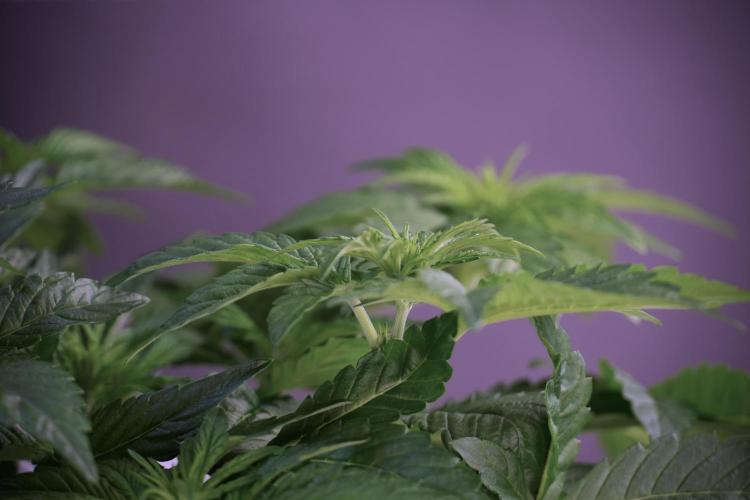 TicaL X Zamnesia-NectarDrip pack#268/750. Week 6 - Plant B