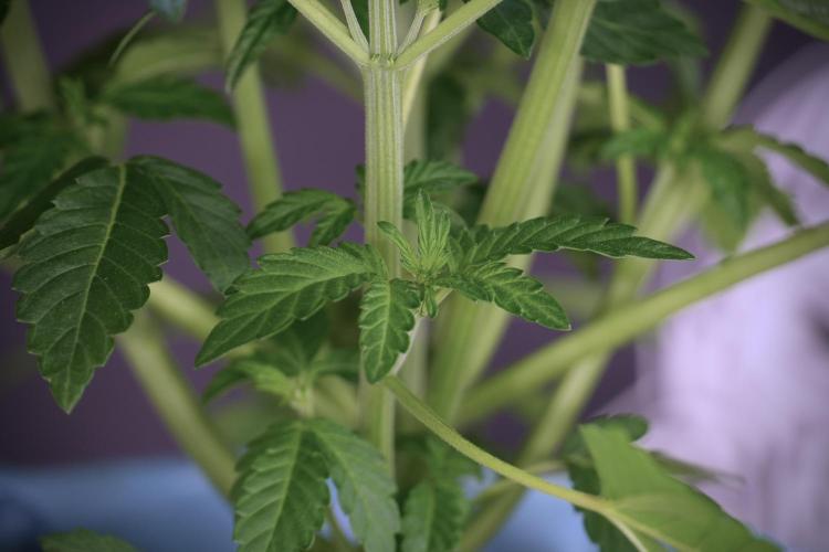 TicaL X Zamnesia-NectarDrip pack#268/750. Week 6 - Plant B