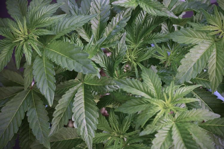 TicaL X Zamnesia-NectarDrip pack#268/750. Week 6 - Plant B