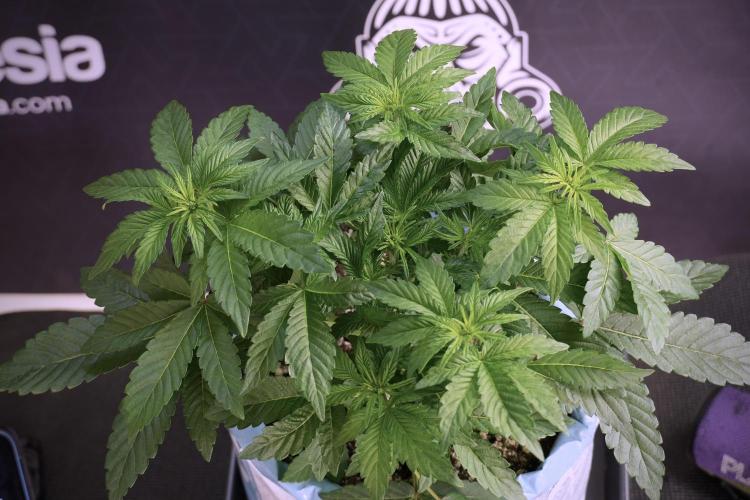 TicaL X Zamnesia-NectarDrip pack#268/750. Week 6 - Plant B