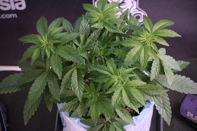 TicaL X Zamnesia-NectarDrip pack#268/750. Week 6 - Plant B