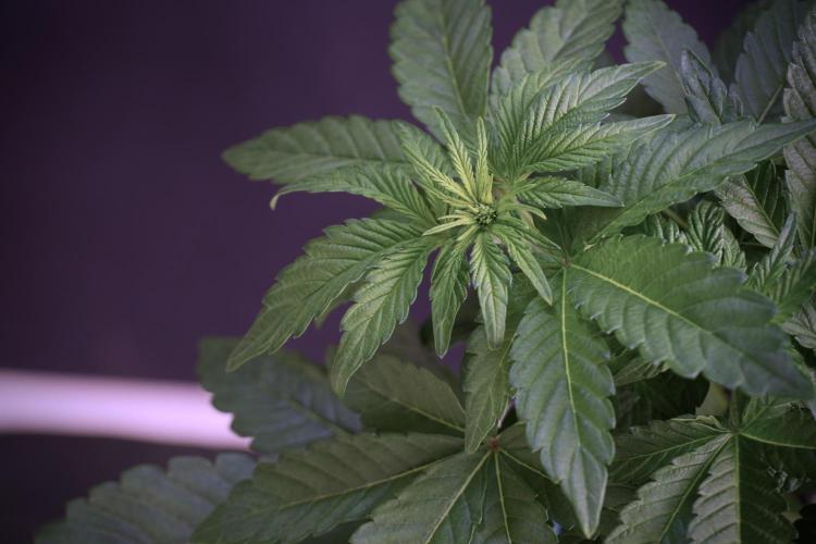 TicaL X Zamnesia-NectarDrip pack#268/750. Week 6 - Plant B