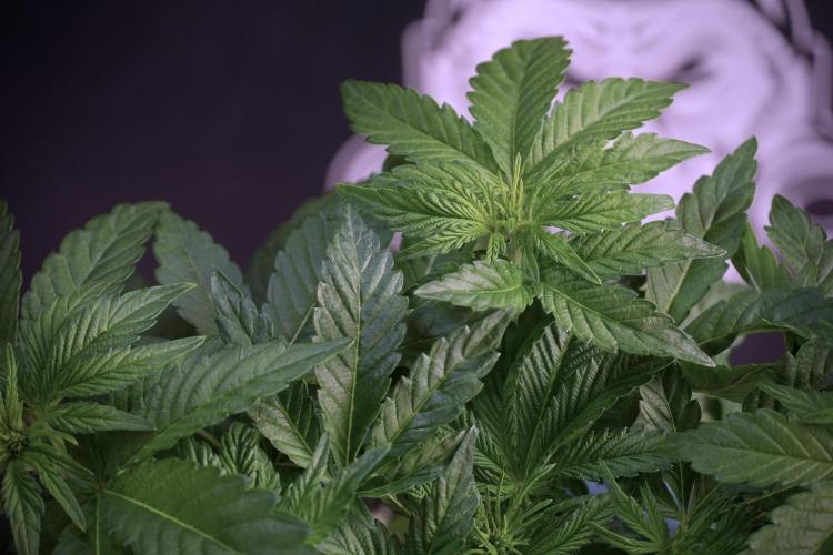 TicaL X Zamnesia-NectarDrip pack#268/750. Week 6 - Plant B