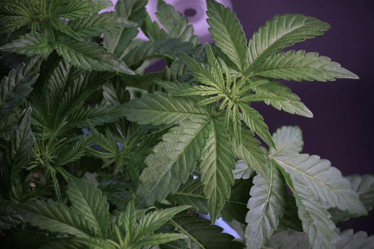 TicaL X Zamnesia-NectarDrip pack#268/750. Week 6 - Plant B