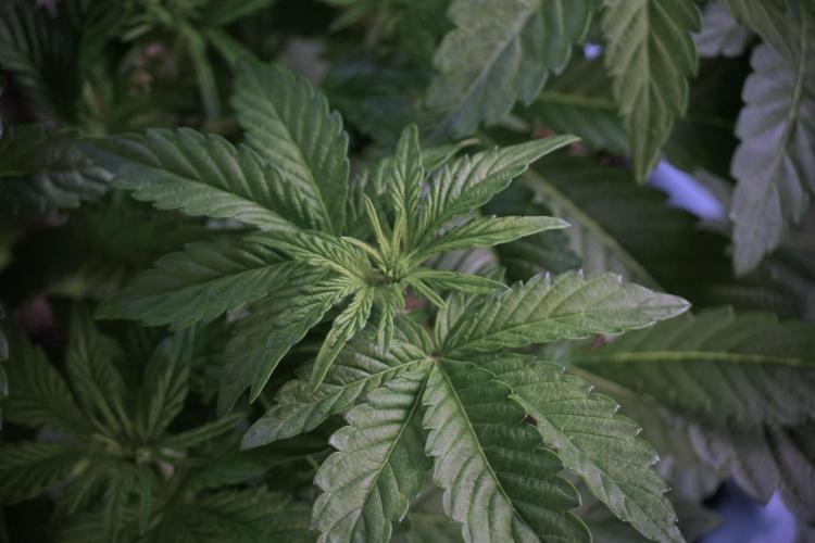 TicaL X Zamnesia-NectarDrip pack#268/750. Week 6 - Plant B