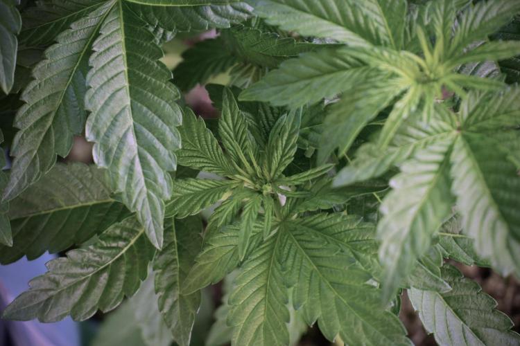 TicaL X Zamnesia-NectarDrip pack#268/750. Week 6 - Plant B