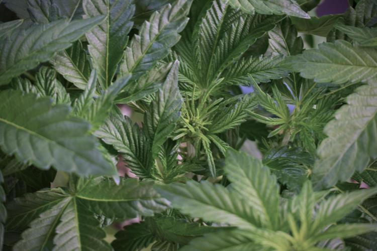 TicaL X Zamnesia-NectarDrip pack#268/750. Week 6 - Plant B