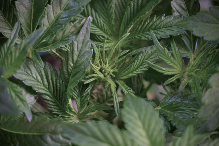 TicaL X Zamnesia-NectarDrip pack#268/750. Week 6 - Plant B