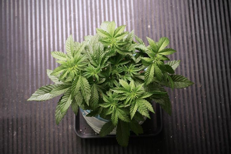 TicaL X Zamnesia-NectarDrip pack#268/750. Week 6 - Plant B