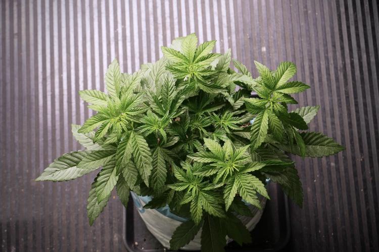 TicaL X Zamnesia-NectarDrip pack#268/750. Week 6 - Plant B