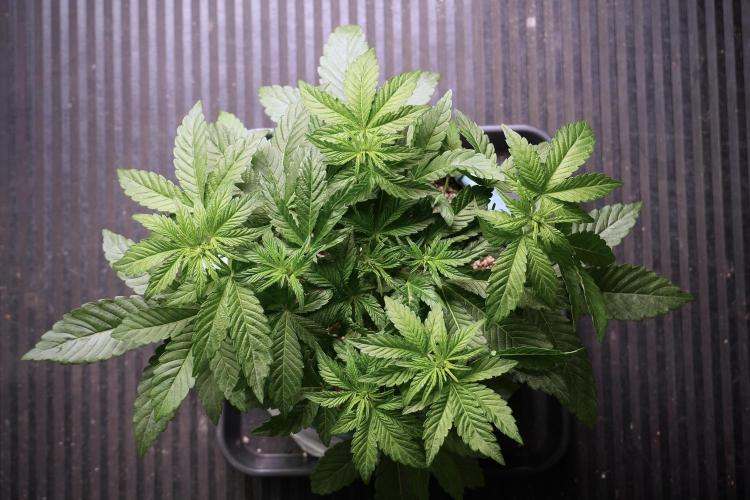 TicaL X Zamnesia-NectarDrip pack#268/750. Week 6 - Plant B