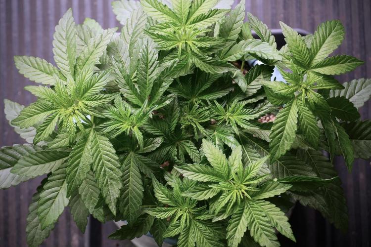 TicaL X Zamnesia-NectarDrip pack#268/750. Week 6 - Plant B