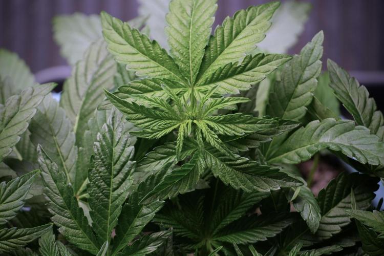 TicaL X Zamnesia-NectarDrip pack#268/750. Week 6 - Plant B