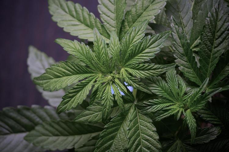 TicaL X Zamnesia-NectarDrip pack#268/750. Week 6 - Plant B