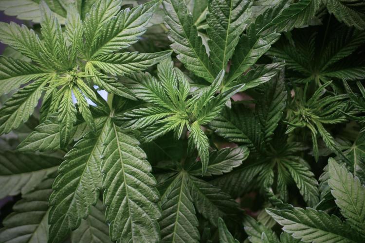 TicaL X Zamnesia-NectarDrip pack#268/750. Week 6 - Plant B