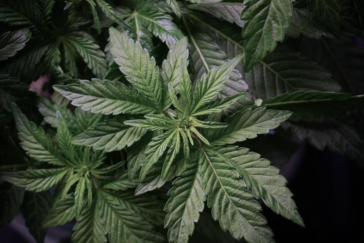 TicaL X Zamnesia-NectarDrip pack#268/750. Week 6 - Plant B