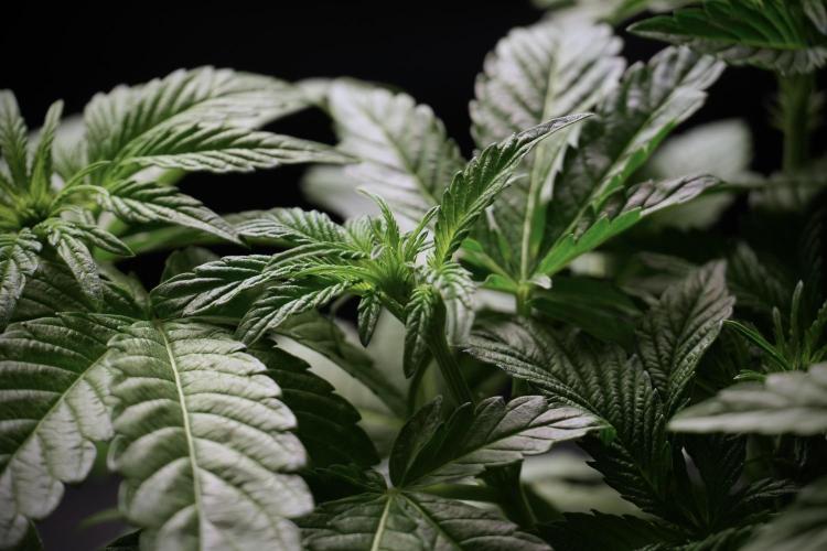 TicaL X Zamnesia-NectarDrip pack#268/750. Week 6 - Plant B