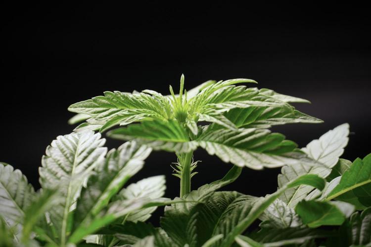 TicaL X Zamnesia-NectarDrip pack#268/750. Week 6 - Plant B