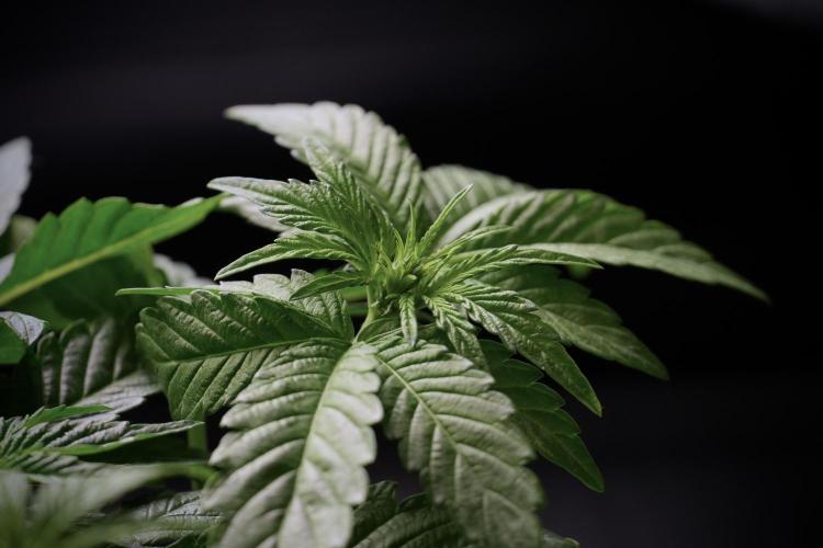 TicaL X Zamnesia-NectarDrip pack#268/750. Week 6 - Plant B