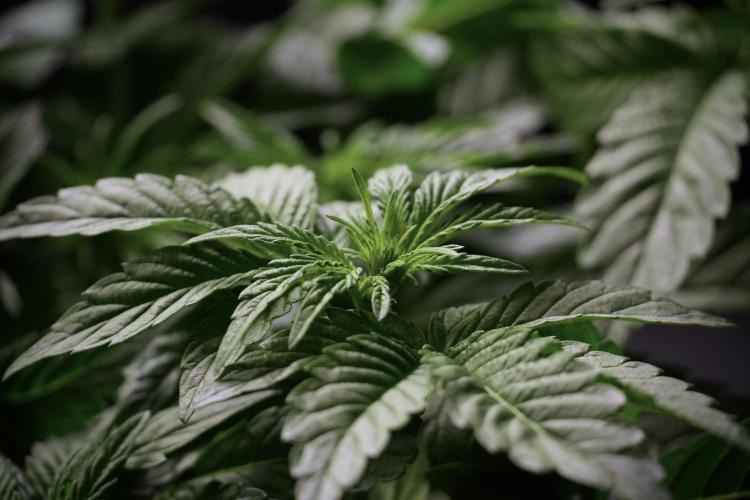 TicaL X Zamnesia-NectarDrip pack#268/750. Week 6 - Plant B