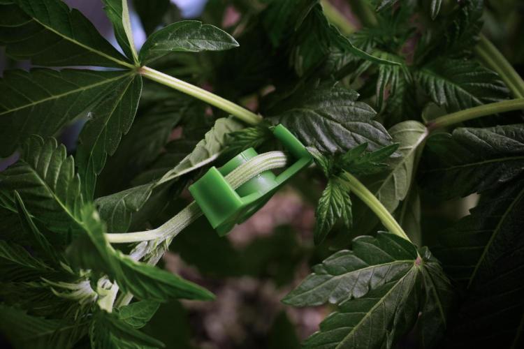 TicaL X Zamnesia-NectarDrip pack#268/750. Week 6 - Plant B