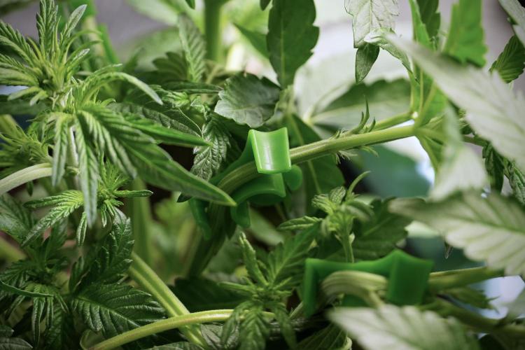 TicaL X Zamnesia-NectarDrip pack#268/750. Week 6 - Plant B