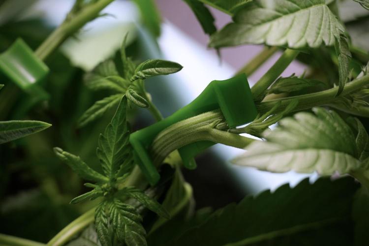 TicaL X Zamnesia-NectarDrip pack#268/750. Week 6 - Plant B