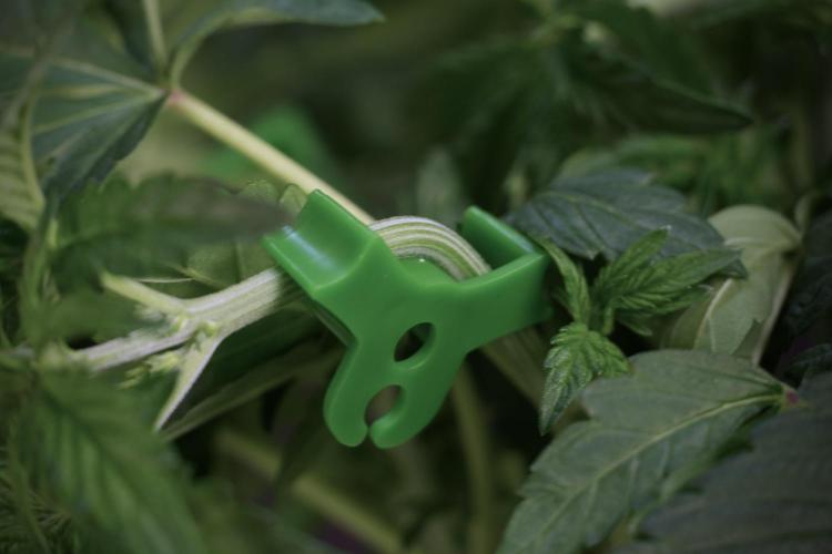 TicaL X Zamnesia-NectarDrip pack#268/750. Week 6 - Plant B