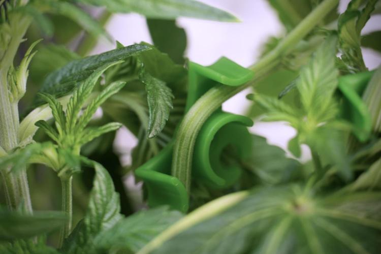 TicaL X Zamnesia-NectarDrip pack#268/750. Week 6 - Plant B