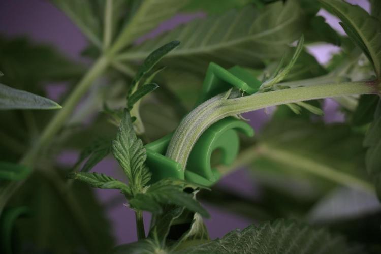 TicaL X Zamnesia-NectarDrip pack#268/750. Week 6 - Plant B