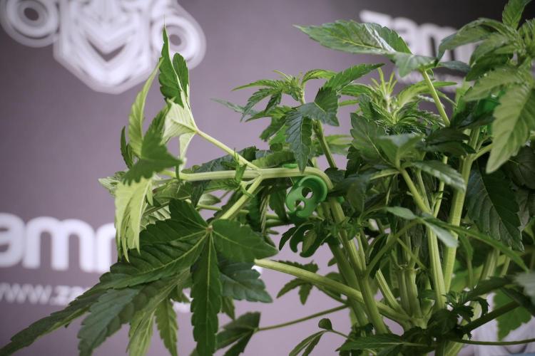 TicaL X Zamnesia-NectarDrip pack#268/750. Week 6 - Plant B