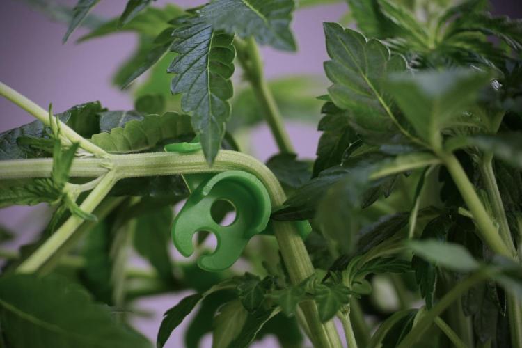 TicaL X Zamnesia-NectarDrip pack#268/750. Week 6 - Plant B