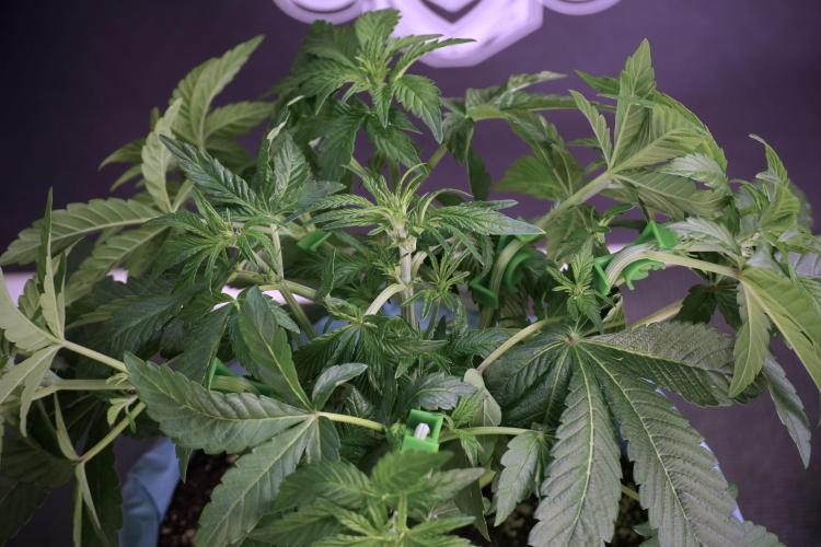 TicaL X Zamnesia-NectarDrip pack#268/750. Week 6 - Plant B