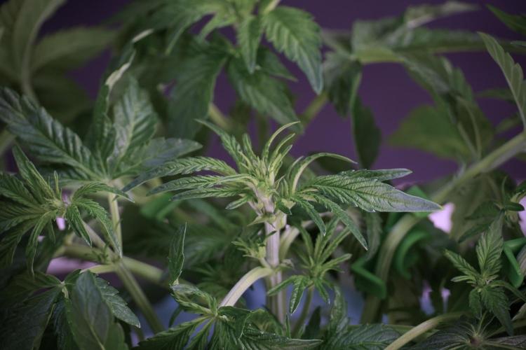 TicaL X Zamnesia-NectarDrip pack#268/750. Week 6 - Plant B