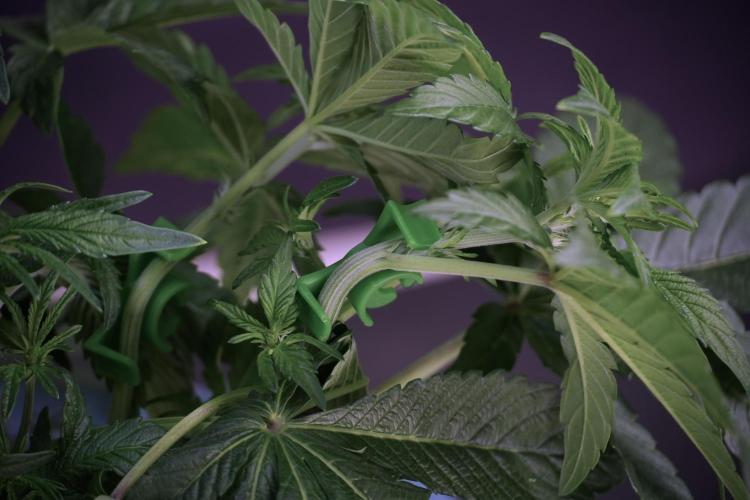 TicaL X Zamnesia-NectarDrip pack#268/750. Week 6 - Plant B