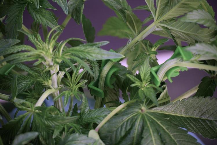 TicaL X Zamnesia-NectarDrip pack#268/750. Week 6 - Plant B