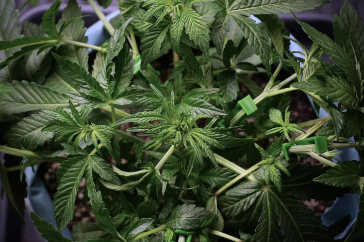 TicaL X Zamnesia-NectarDrip pack#268/750. Week 6 - Plant B