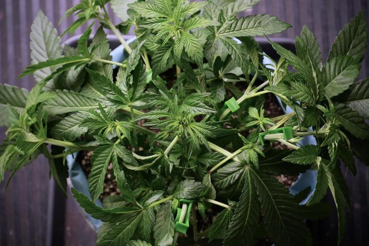 TicaL X Zamnesia-NectarDrip pack#268/750. Week 6 - Plant B