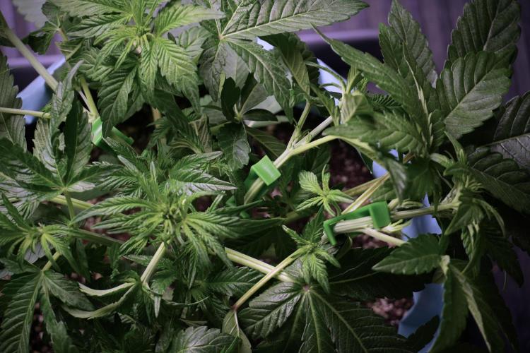 TicaL X Zamnesia-NectarDrip pack#268/750. Week 6 - Plant B