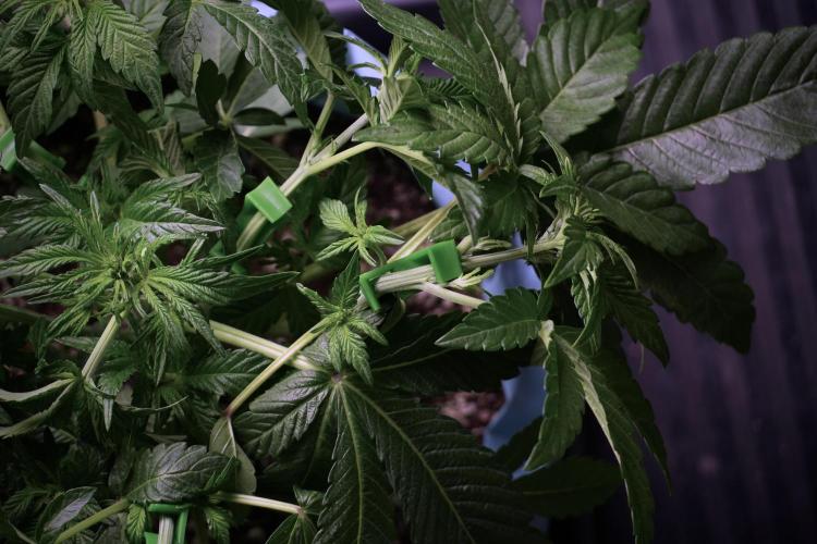 TicaL X Zamnesia-NectarDrip pack#268/750. Week 6 - Plant B