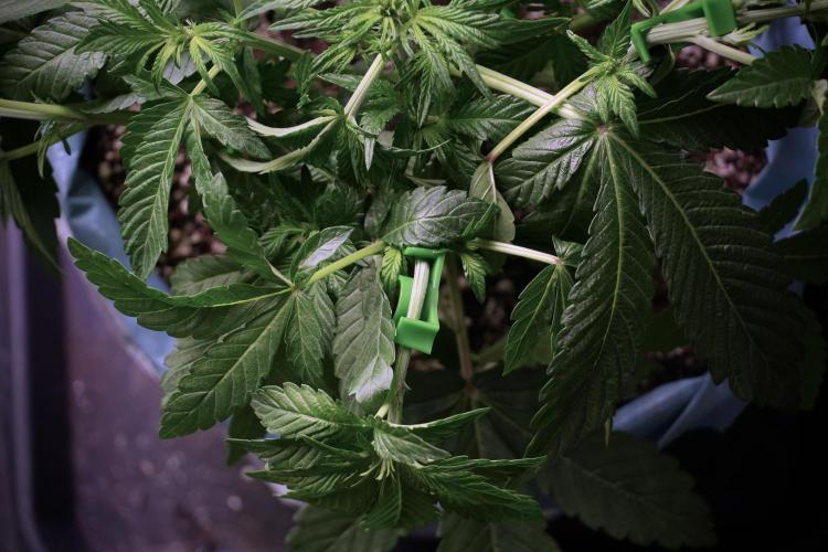 TicaL X Zamnesia-NectarDrip pack#268/750. Week 6 - Plant B