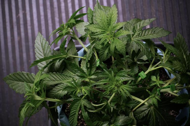 TicaL X Zamnesia-NectarDrip pack#268/750. Week 6 - Plant B