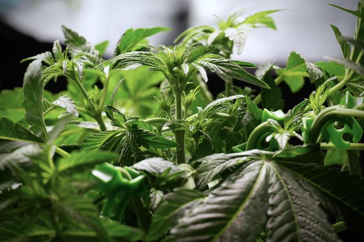 TicaL X Zamnesia-NectarDrip pack#268/750. Week 6 - Plant B