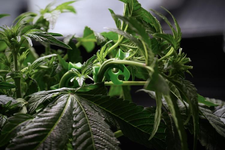 TicaL X Zamnesia-NectarDrip pack#268/750. Week 6 - Plant B