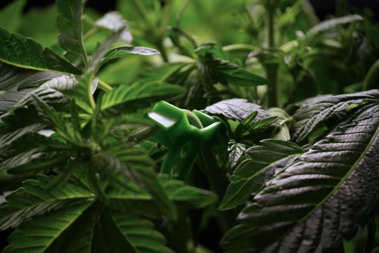 TicaL X Zamnesia-NectarDrip pack#268/750. Week 6 - Plant B